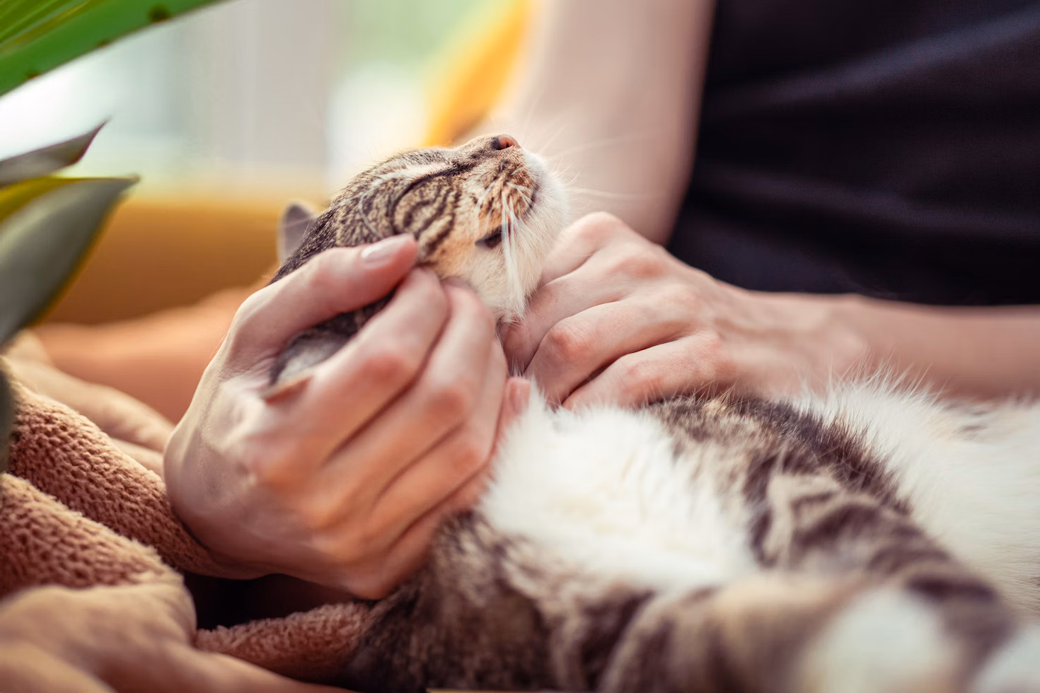 Pet Services